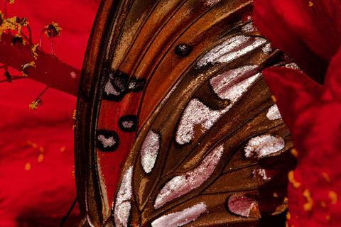 Beyond the Chrysalis