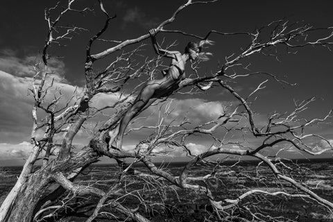 Branch