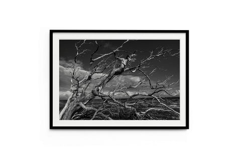Branch