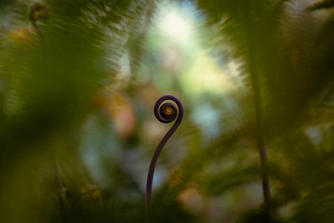 Creation