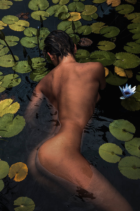 Lily And The Pond