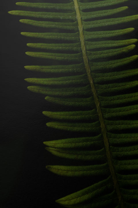 Veins